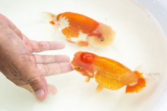 金魚。定年退職を機に、冬の寒さを解決したい。札幌の戸建てのリフォーム事例。幅広の化粧床材が空間のやさしいぬくもりを演出。床材に合わせた家具。家事動線を効率的にした対面キッチン。和紙の琉球畳を使った和室。広々空間。施工はイワクラホーム株式会社