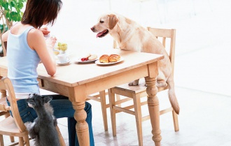 あなたの犬はどのタイプ?