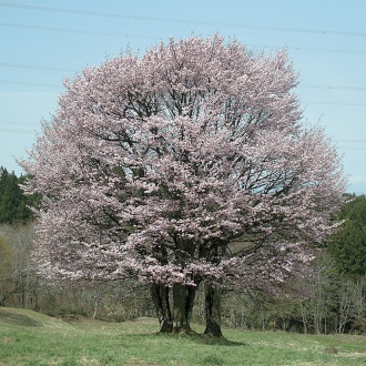 オオヤマザクラ