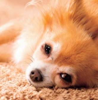 ハッピーワンコライフ⑩