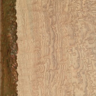 ヤチダモの杢：希少な材で玉杢や縮杢などがあり、装飾用として珍重される