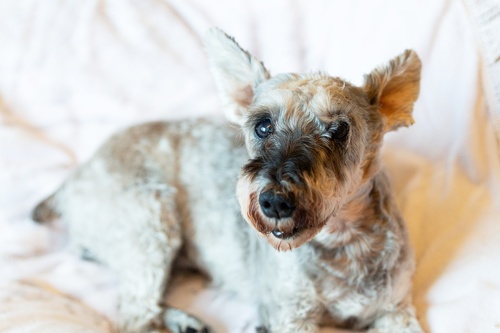 寝室で犬ちゃん