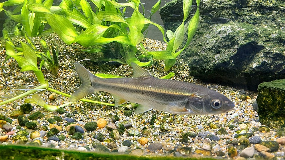 札幌｜中古住宅リノベーション専門店｜アルティザン建築工房の戸建てリノベーション完成見学会_水槽でのびのび泳ぐウグイイメージ