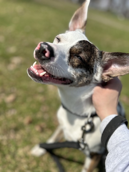 アルティザン建築工房2025年3月23日(日)リノベーション完成見学会イメージ