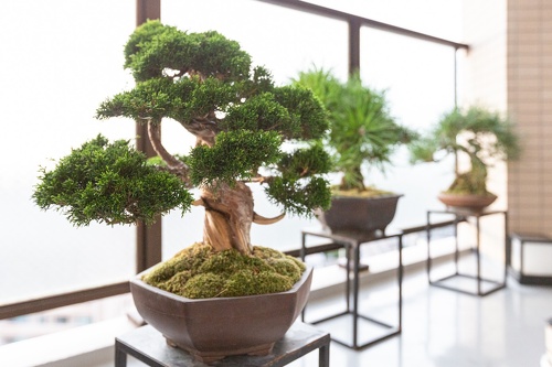 マンションですが、ベランダにはご主人の趣味の美しい盆栽がたくさん。LDKにはご主人セレクトの「今日のひと鉢」が飾られています