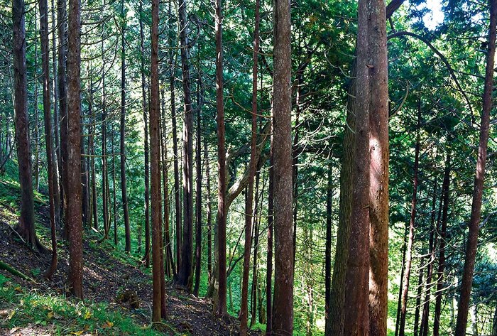 天然青森ヒバ林（青森県青森市眺望山）