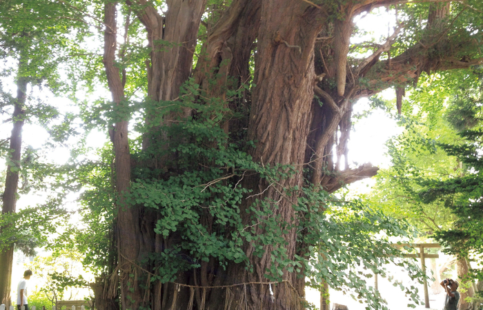 根岸の大イチョウ。樹齢1100 年以上、高さ32m、幹周16m。（青森県上北郡おいらせ町）