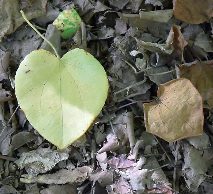 黄白色の葉が茶色になると甘い香りがする。