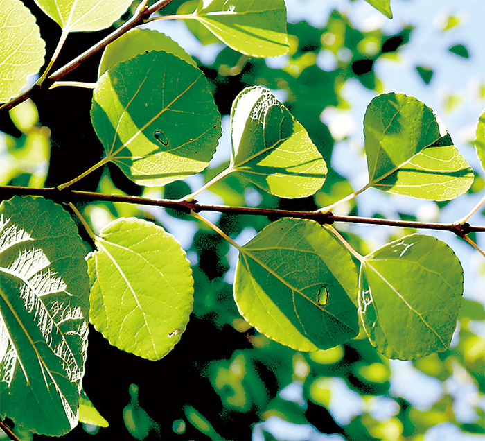 若い葉は丸く、成長するとハート型になる。