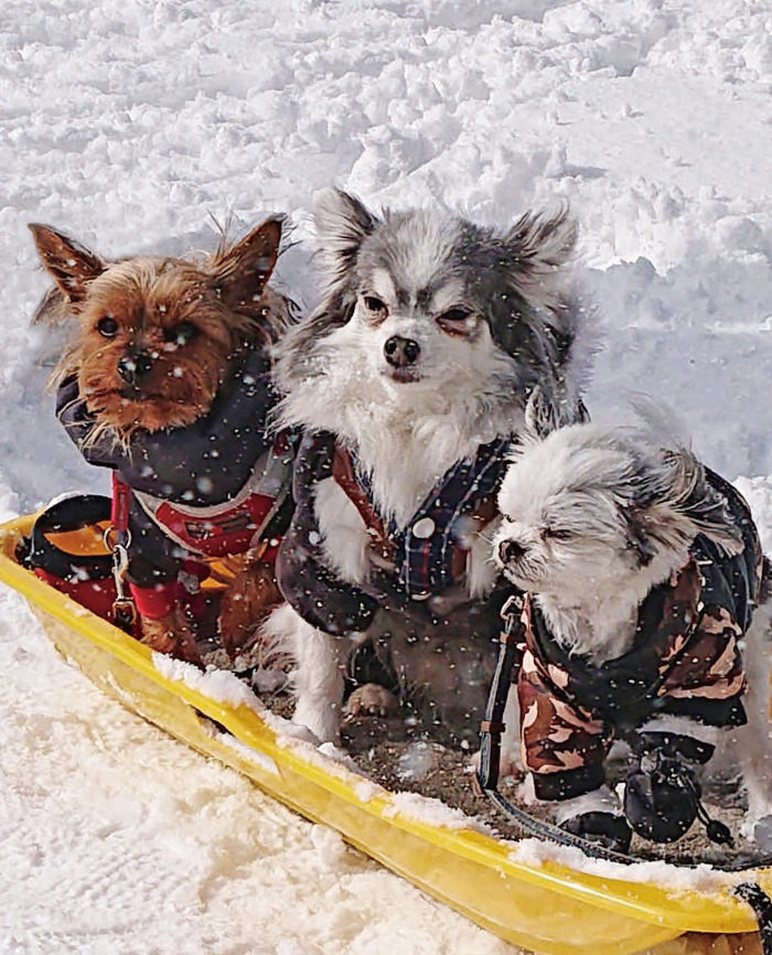 ワンコイメージ画像